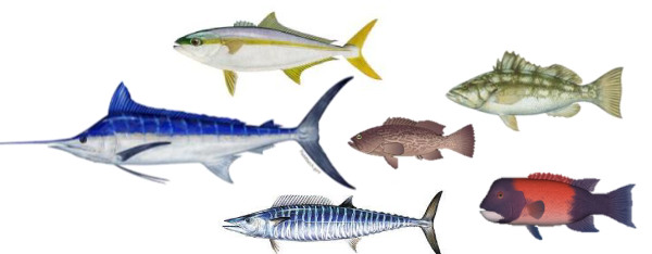 Especies de Pesca en Baja California